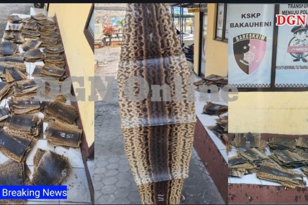 Berhasil Gagalkan : KSKP Bakauheni Bersama Barantin Gagalkan Penyelundupan Ratusan Kulit Ular Piton